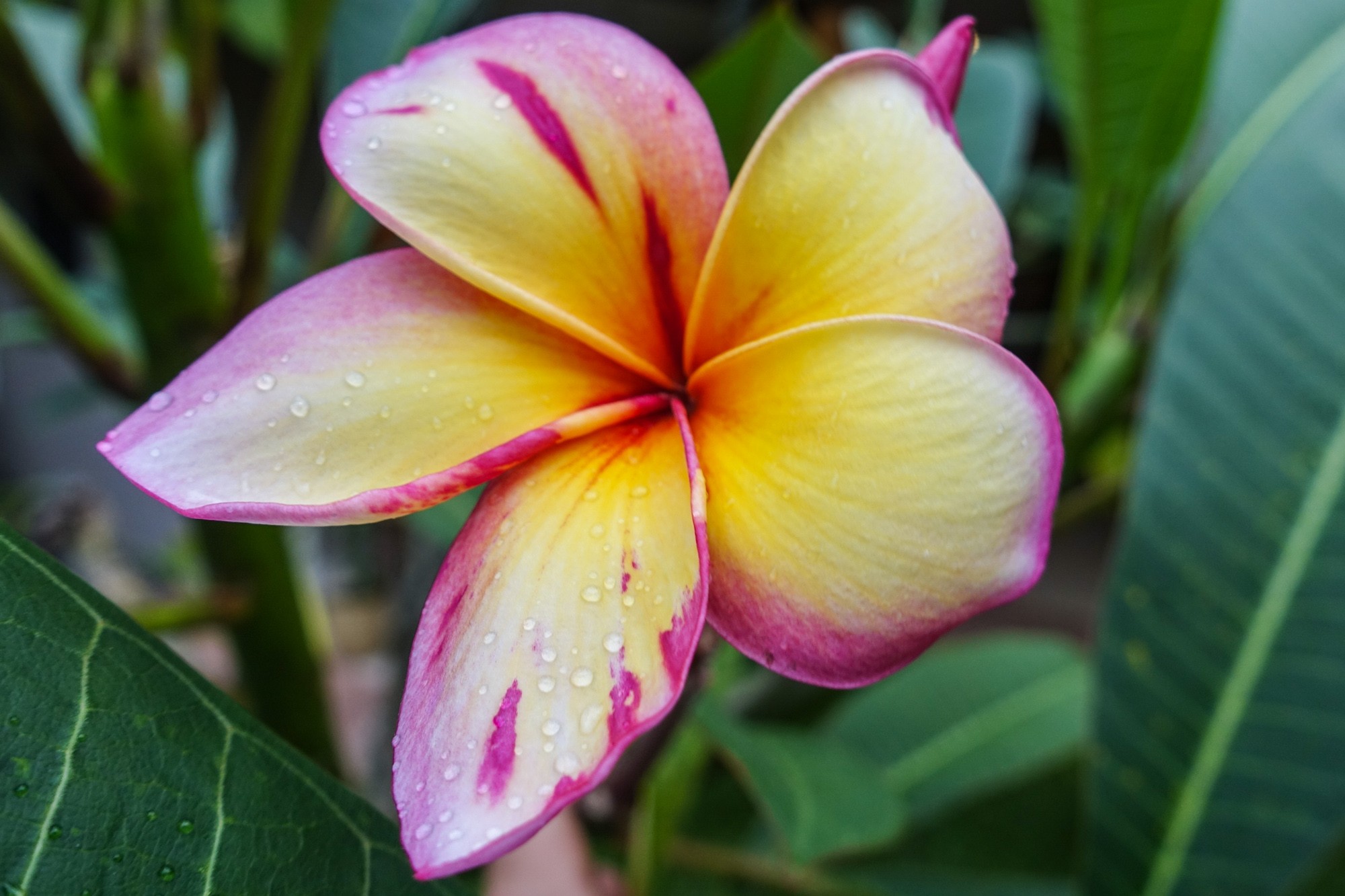 usui-reiki-mission-beach-16