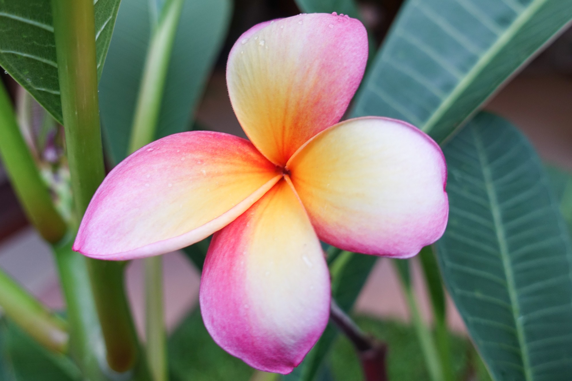 usui-reiki-mission-beach-17