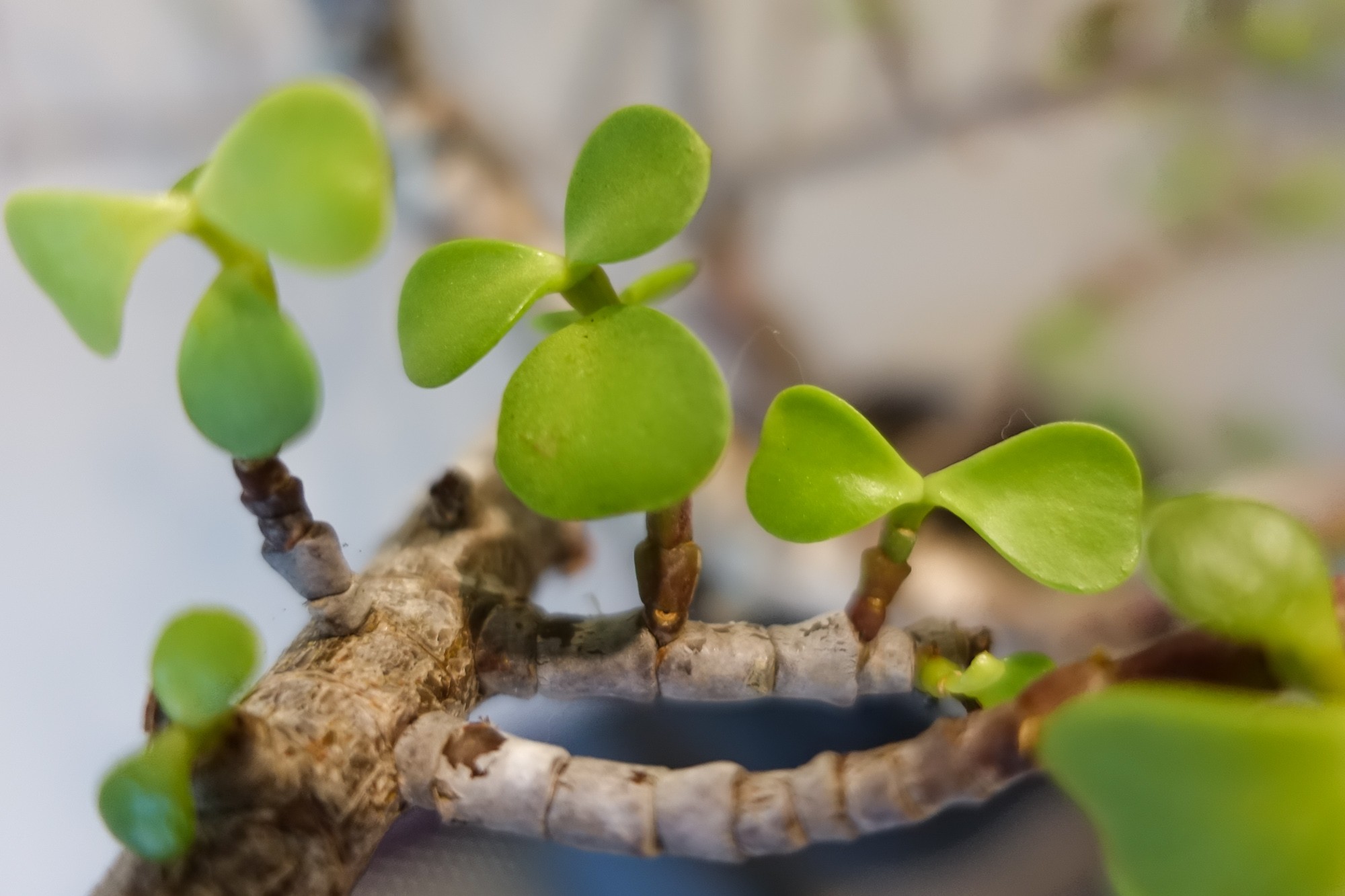 usui-reiki-mission-beach-21